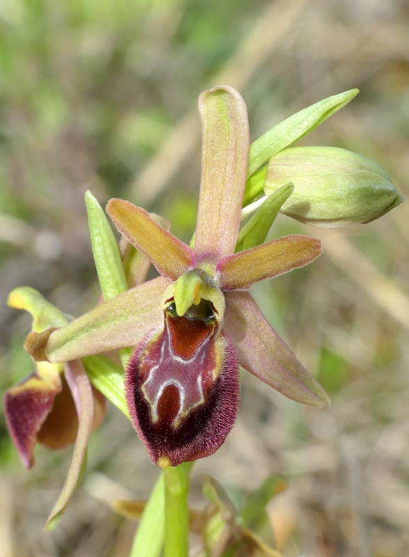 Ophrys exaltata subsp. archipelagi in Abruzzo marzo e aprile 2019